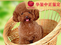 宁夏狗做动物亲子鉴定