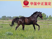 宁夏马做动物亲子鉴定