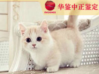 宁夏猫做动物亲子鉴定