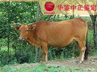 宁夏牛做动物亲子鉴定