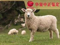 宁夏羊做动物亲子鉴定