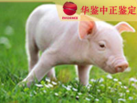 宁夏猪做动物亲子鉴定